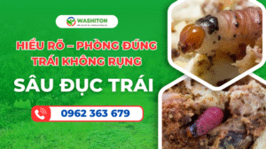 Sâu đục trái sầu riêng