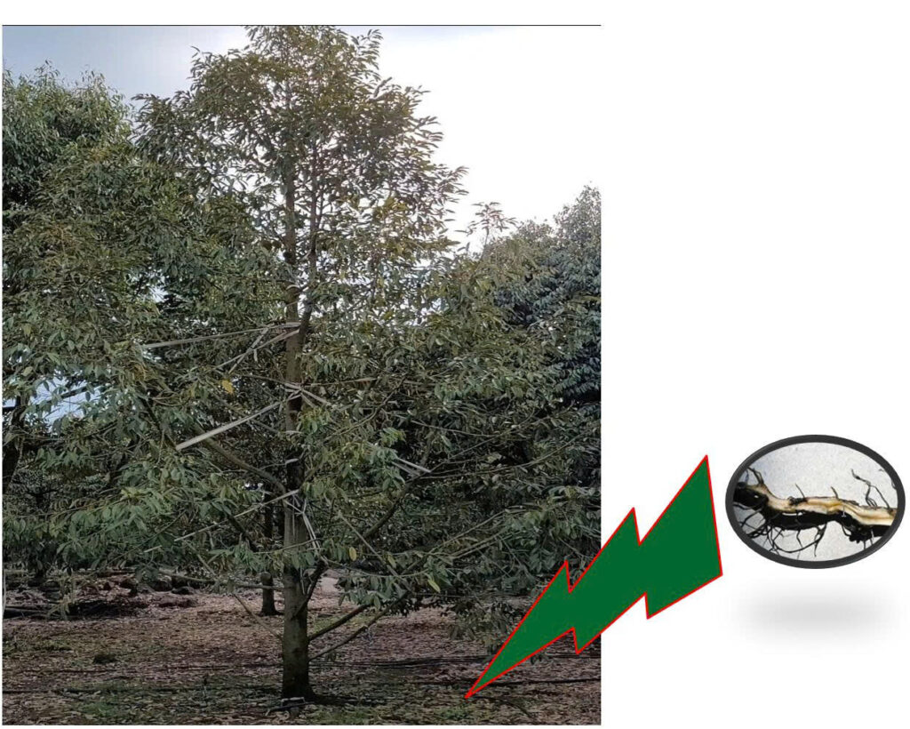 Thời Tiết Mưa Dầm: Cẩn Thận Cây Sầu Riêng Xì Mủ, Vàng Lá, Thối Rễ, Chết Nhánh