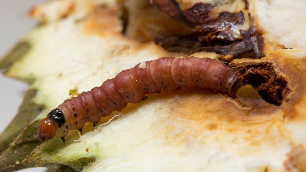 Sâu đục trái sầu riêng