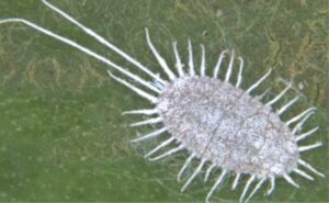 Rệp sáp sầu riêng