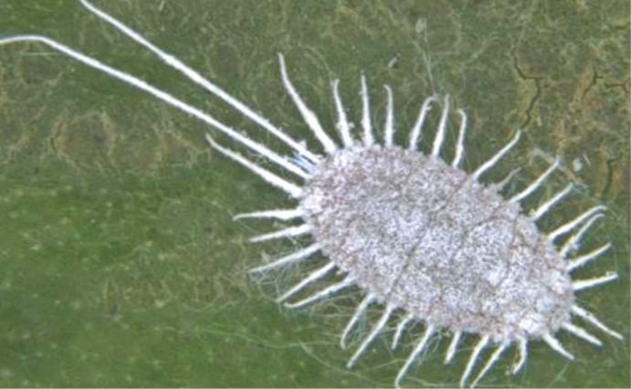 Rệp sáp sầu riêng