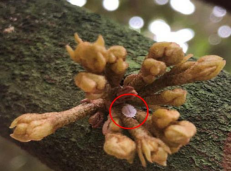 Loài rệp sáp sầu riêng