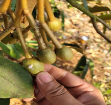 Loài rệp sáp sầu riêng