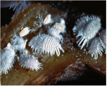 Loài rệp sáp sầu riêng