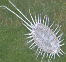 Loài rệp sáp sầu riêng