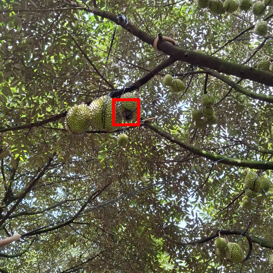 Bệnh thối trái trên cây sầu riêng