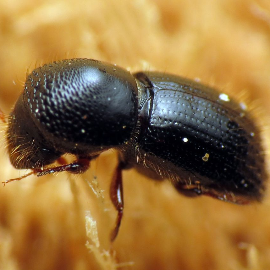 mọt đục cành sầu riêng