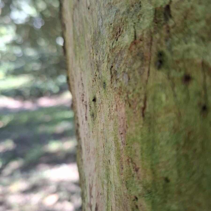 mọt đục cành sầu riêng