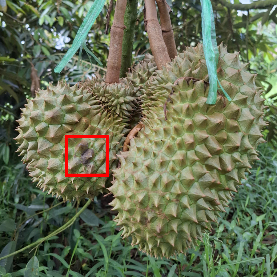 Trái bị nhiễm nấm bệnh gây bệnh thối trái Sầu Riêng