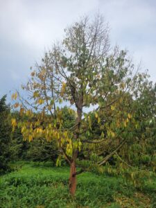 Cây sầu riêng vàng lá, yếu và khó đâm đọt sau thu hoạch do chưa được rửa vườn và phục hồi đúng cách