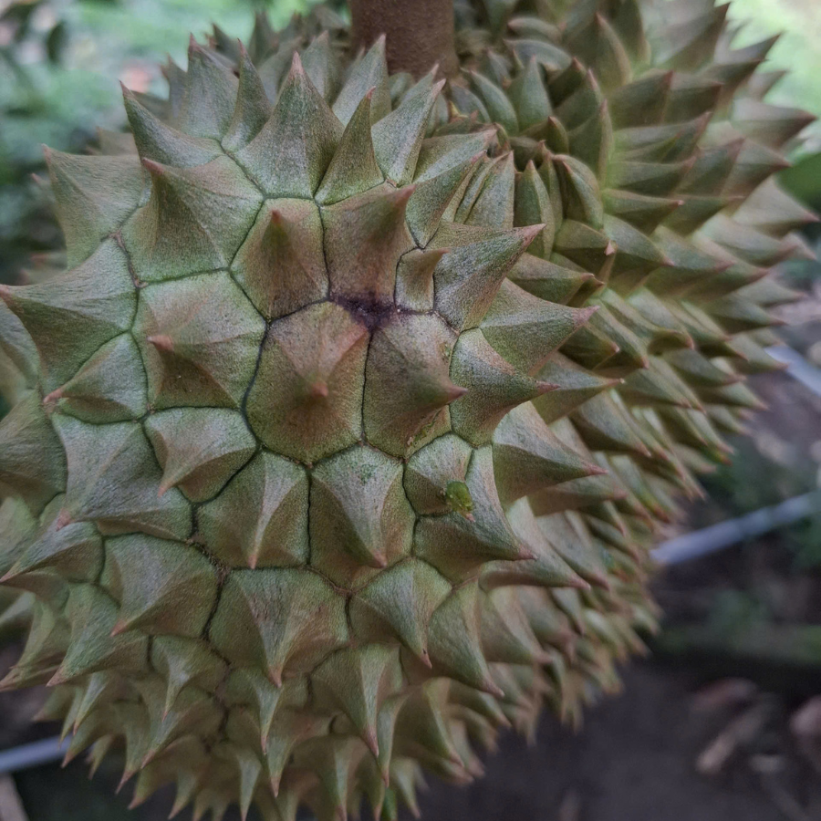 Bào tử nấm tấn công gây bệnh thối trái Sầu Riêng