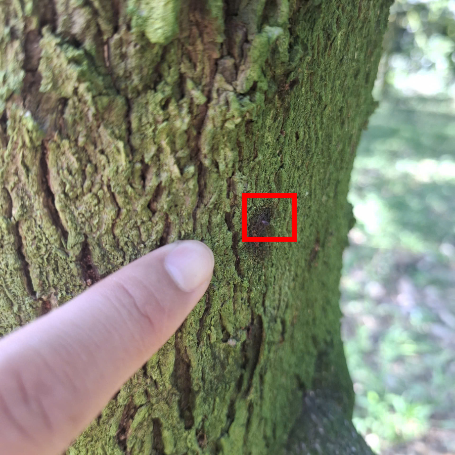 Mọt đục cành sầu riêng