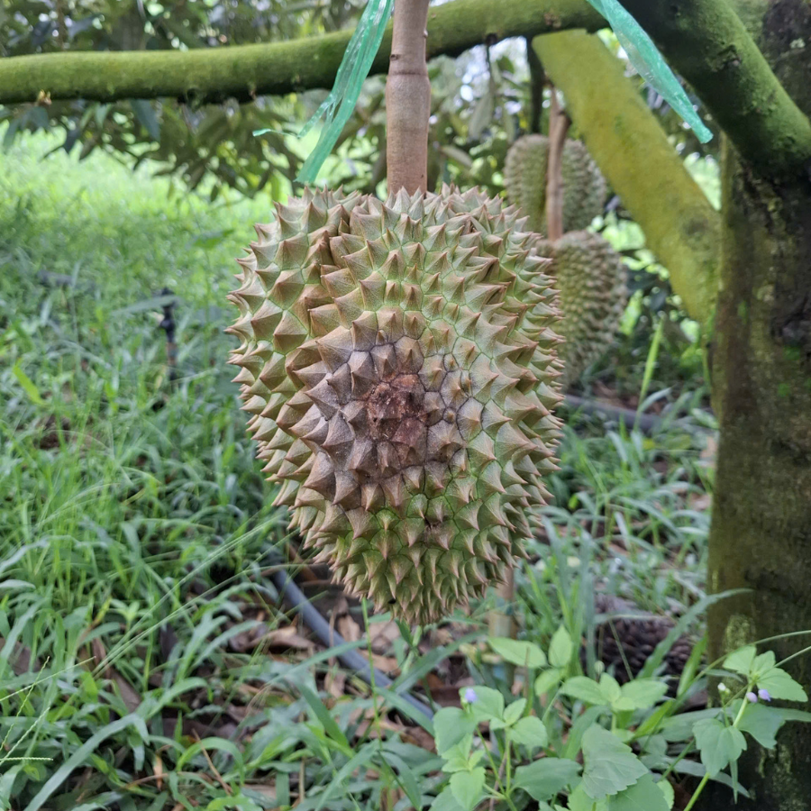 Nấm đã tấn công và lan rộng thối trái (trái có nguy cơ rụng và lây lan sang những trái khác).