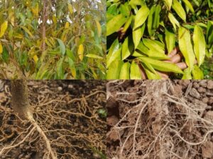 cây sầu riêng thiếu dinh dưỡng - Dấu hiệu bệnh vàng lá thối rễ