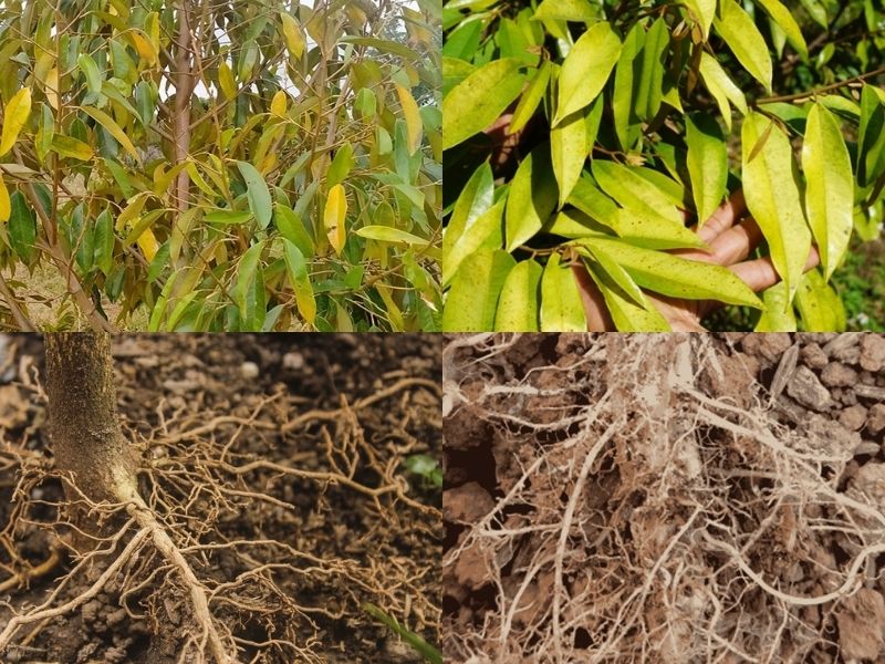 Hiện tượng sầu riêng vàng lá, rễ bị thối và thiếu dinh dưỡng – cần bổ sung phân bón lá sầu riêng để phục hồi cây khỏe mạnh