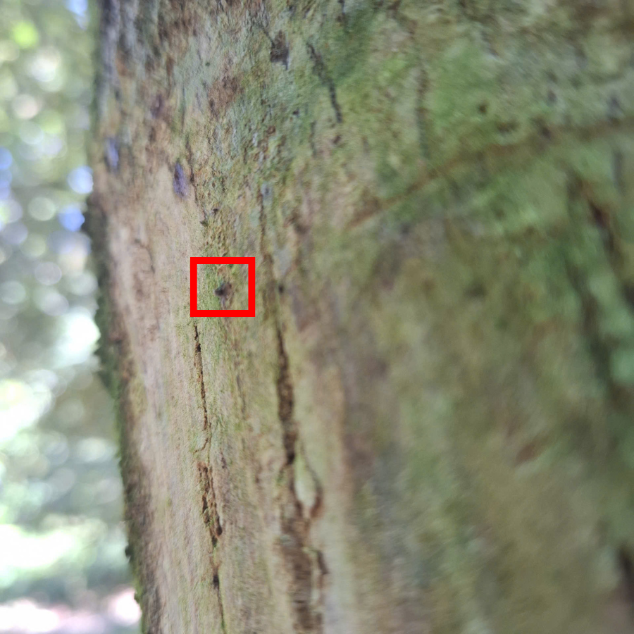 Mọt đục cành sầu riêng