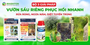 Bộ giải pháp rửa vườn sầu riêng sau thu hoạch: rửa rong, ngừa nấm, diệt tuyến trùng