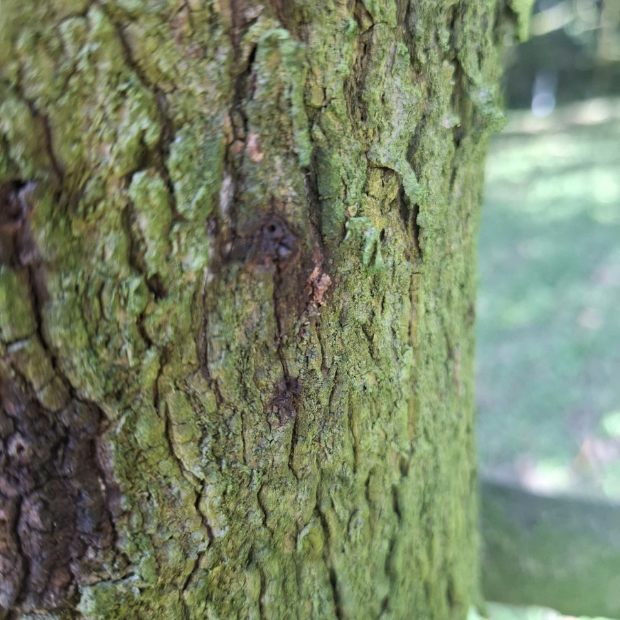 mọt đục cành sầu riêng