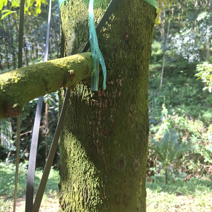 Mọt đục cành sầu riêng