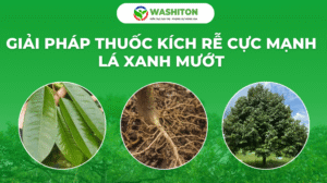 GIẢI PHÁP THUỐC KÍCH RỄ CỰC MẠNH - LÁ XANH MƯỚT