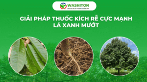 THUỐC KÍCH RỄ CỰC MẠNH