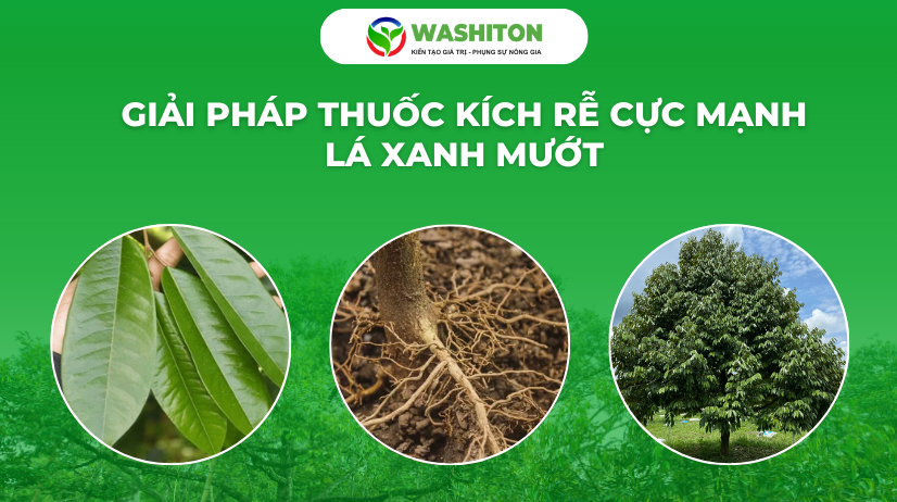 THUỐC KÍCH RỄ CỰC MẠNH