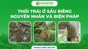 Thối trái ở sầu riêng