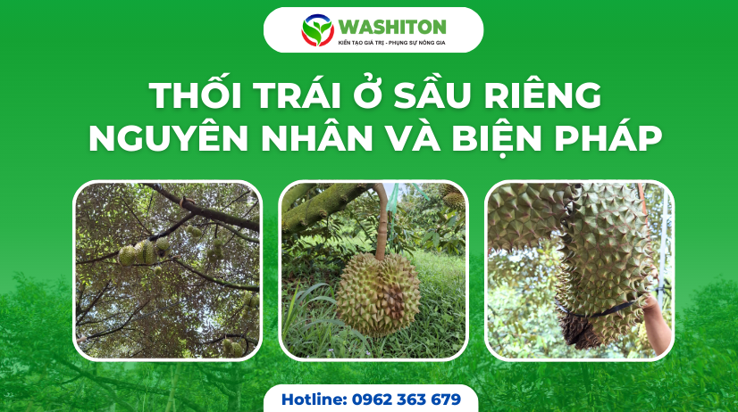 Thối trái ở sầu riêng