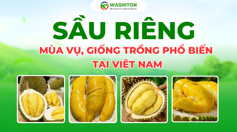 Sầu riêng - Vua các loại trái cây