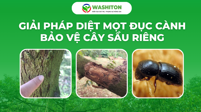 Diệt mọt đục thân - cành