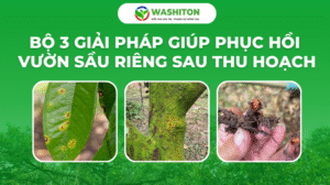 Rửa Vườn Sầu Riêng Sau Thu Hoạch – Giải Pháp Phục Hồi Hiệu Quả