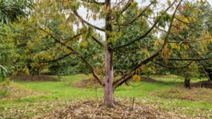 Biểu hiện cây sầu riêng Vàng lá thối rễ