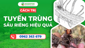 Cách trị tuyến trùng sầu riêng hiệu quả (1)