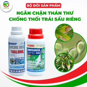 NGĂN CHẶN THÁN THƯ - CHỐNG THỐI TRÁI SẦU RIÊNG