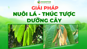 Giải pháp nuôi lá, thúc tược dưỡng cây – bộ phân bón lá sầu riêng giúp khắc phục tình trạng sầu riêng vàng lá, nuôi đọt khỏe.