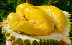 Sầu riêng Cái Mơn