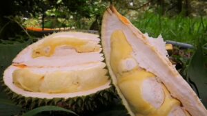 Sầu riêng Chuồng Bò