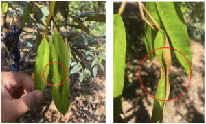 Dấu hiệu rầy xanh hại sầu riêng - tấn công làm nhăn mép lá cháy bìa lá