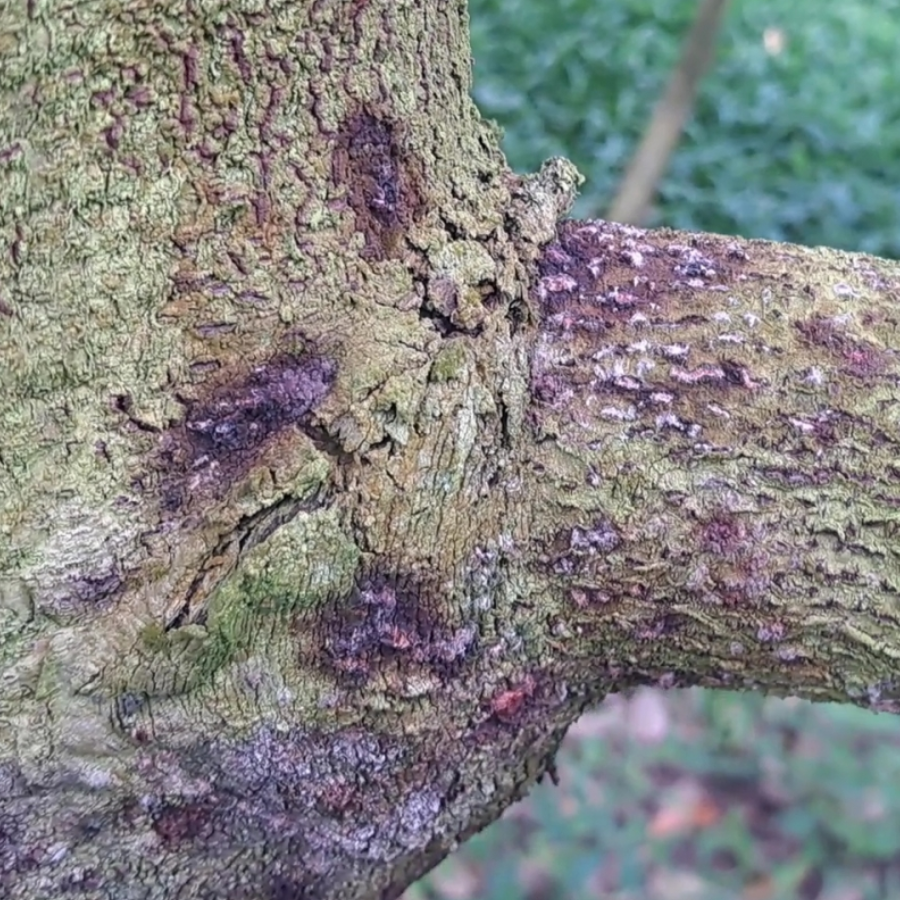 Mọt đục cành sầu riêng