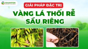 Giải pháp đặc trị Vàng lá thối rễ sầu riêng