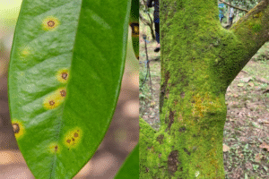 Lá sầu riêng bị nấm bệnh đốm vàng và thân cây phủ đầy rong rêu sau thu hoạch