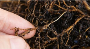 Nấm tấn công rễ - gây thối rễ sầu riêng