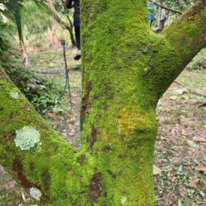 Cây sầu riêng sau thu hoạch bị rong rêu bám, cần rửa vườn để phục hồi