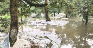 Mùa mưa gây ngập ứng - nguyên nhân gây vàng lá thối rễ sầu riêng