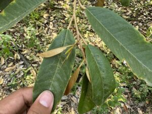 dấu hiệu rầy xanh trên lá và đọt non