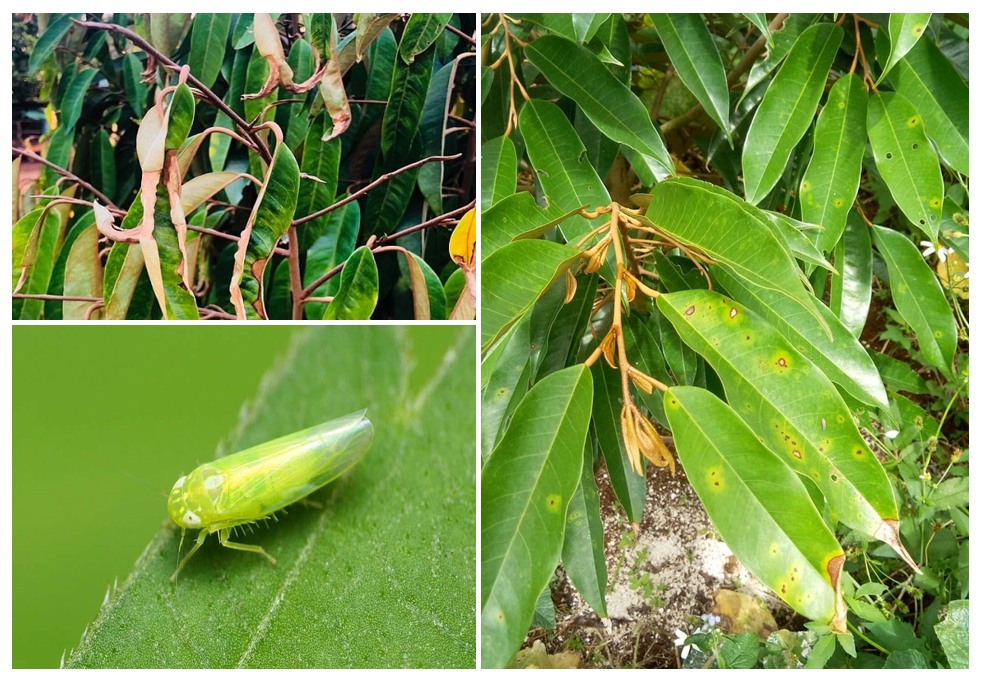 rầy xanh trên cây sầu riêng