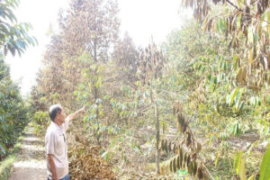 Cây sầu riêng bị Vàng lá thối rễ