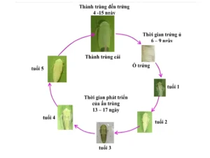 Vòng đợi rầy xanh