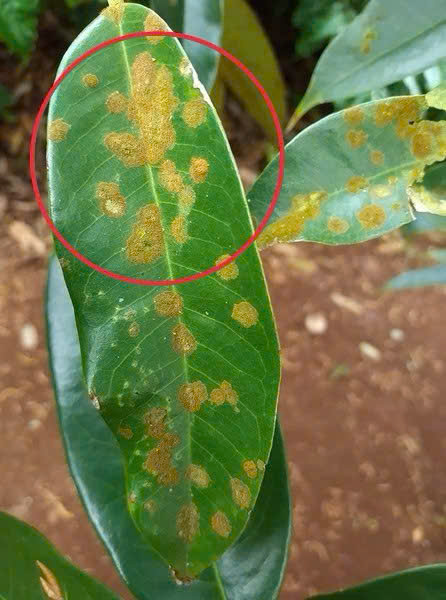 RONG RÊU CÂY SẦU RIÊNG