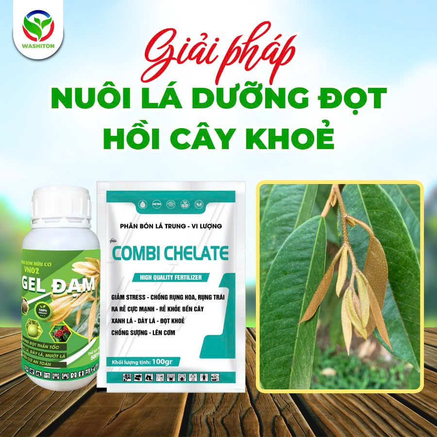 Bộ đôi phân bón lá sầu riêng Gel Đạm và Combi Chelate giúp nuôi lá, dưỡng đọt, khắc phục tình trạng sầu riêng vàng lá, tăng xanh lá và rễ khỏe.